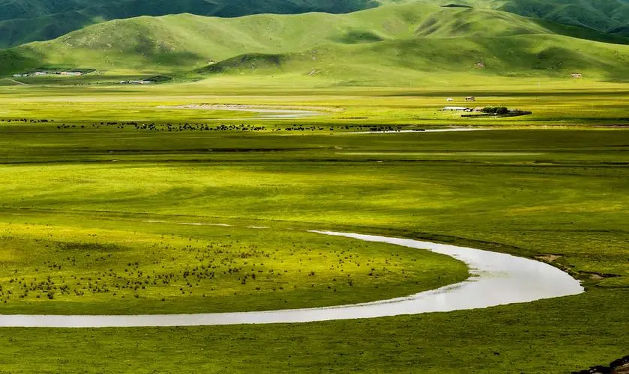 来自四川秋日的情书#阿坝县红原:秋季时,高原草甸变成金黄色,宛如