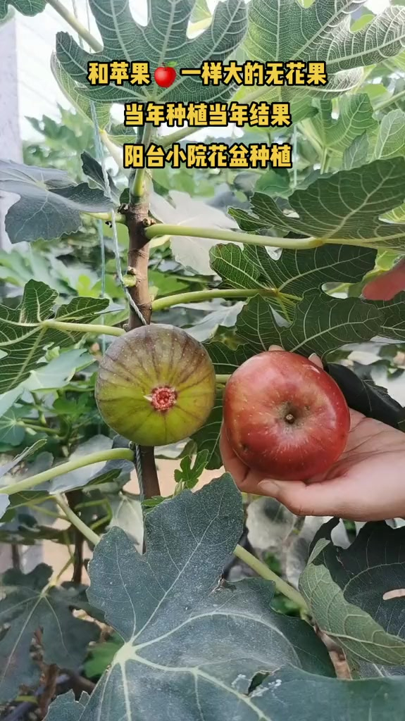 和苹果一样大的无花果当年种植当年结果阳台小院花盆种植