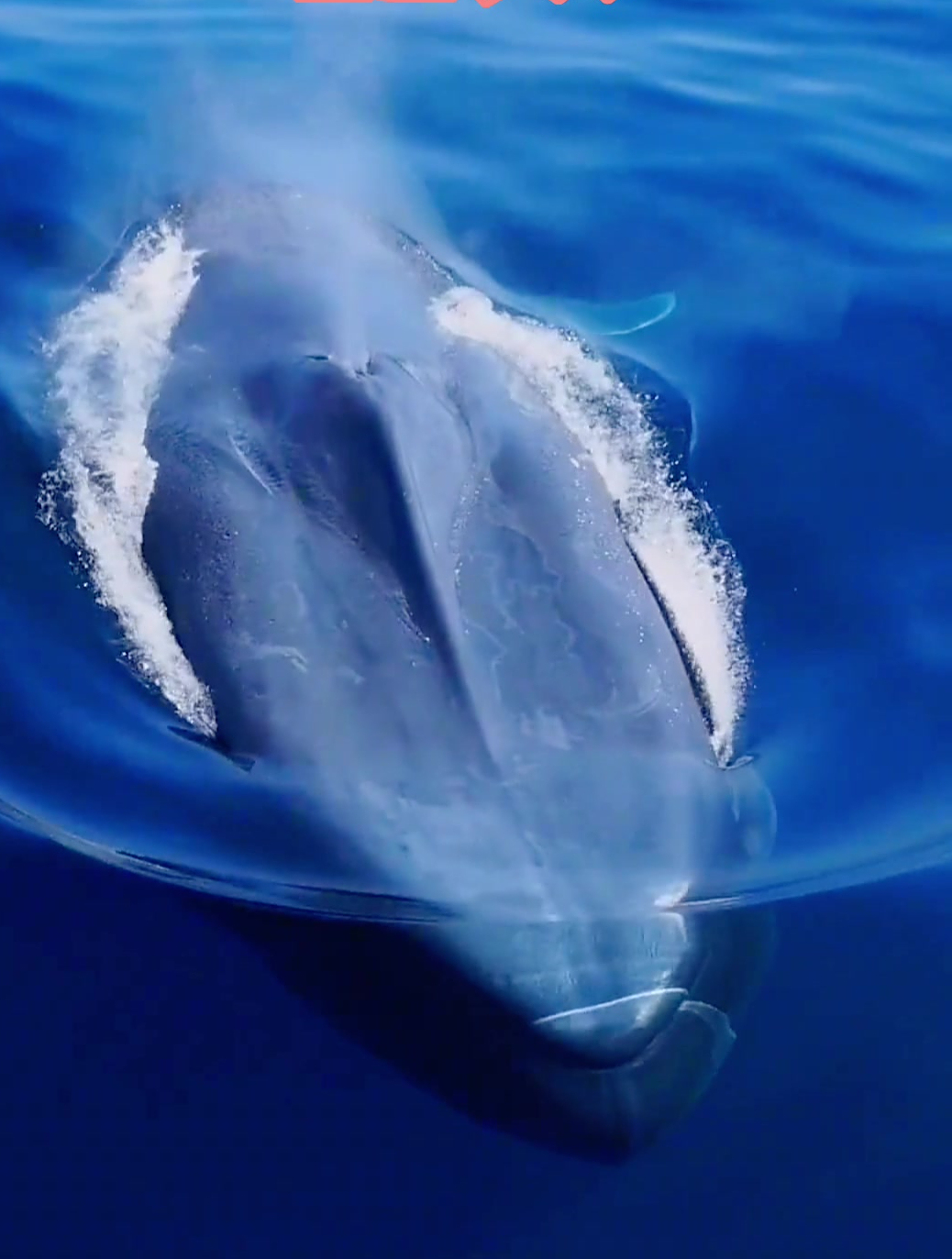 它这一鼻子气,能憋多久,鲸鱼是真大啊-度小视