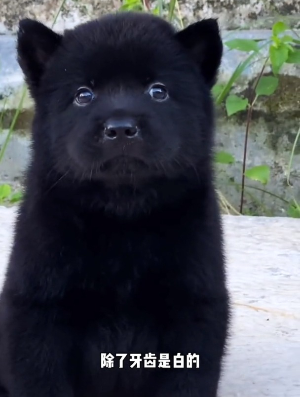 中华田园犬之五黑神犬,你对它了解多少呢?