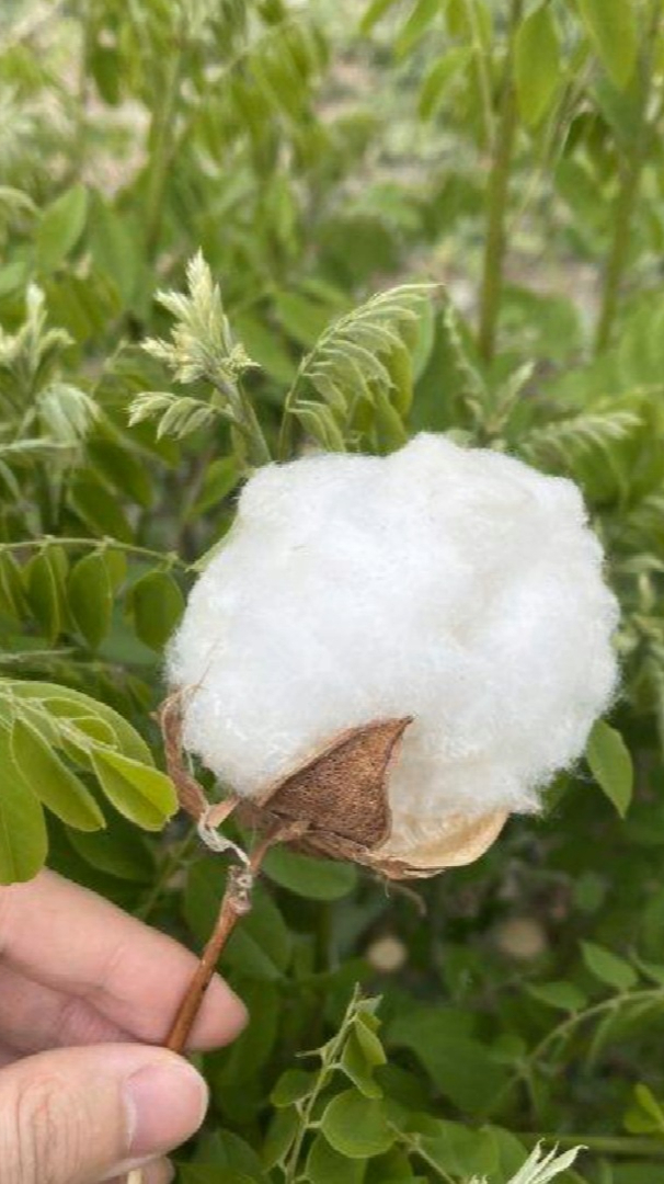 显微镜下的棉花叶