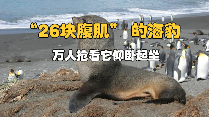 "26块腹肌" 的海豹,万人抢看它仰卧起坐