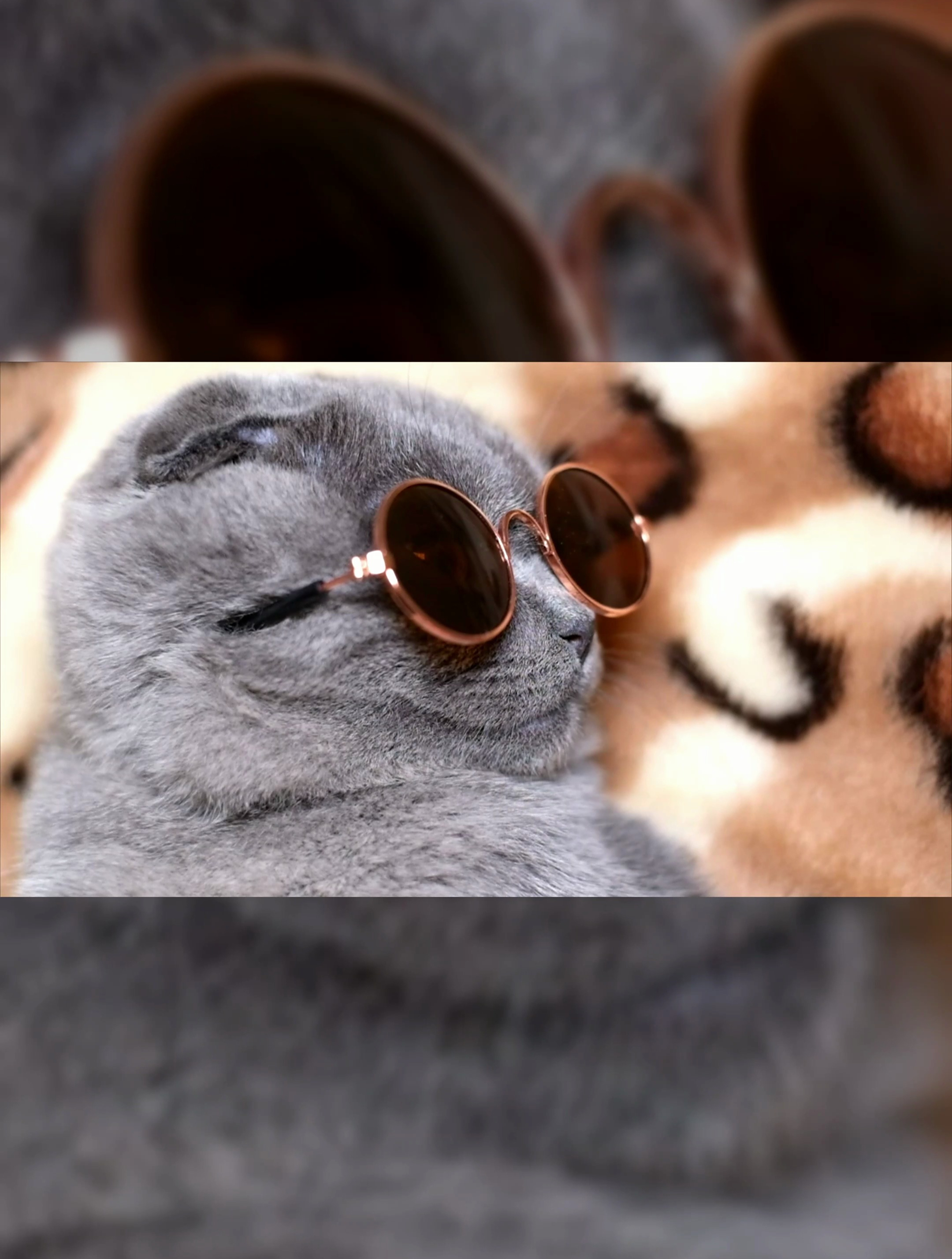 戴上眼镜的小猫咪!辣眼睛还是泰裤啦!