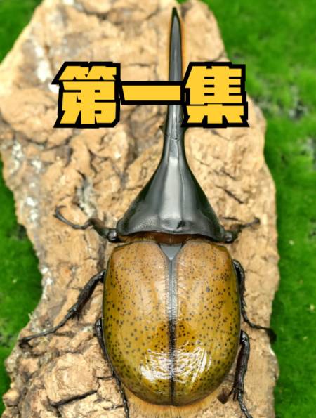 四川现巨型甲虫黄金甲,曾因含黄金被捉灭绝,专家:是移动的金矿