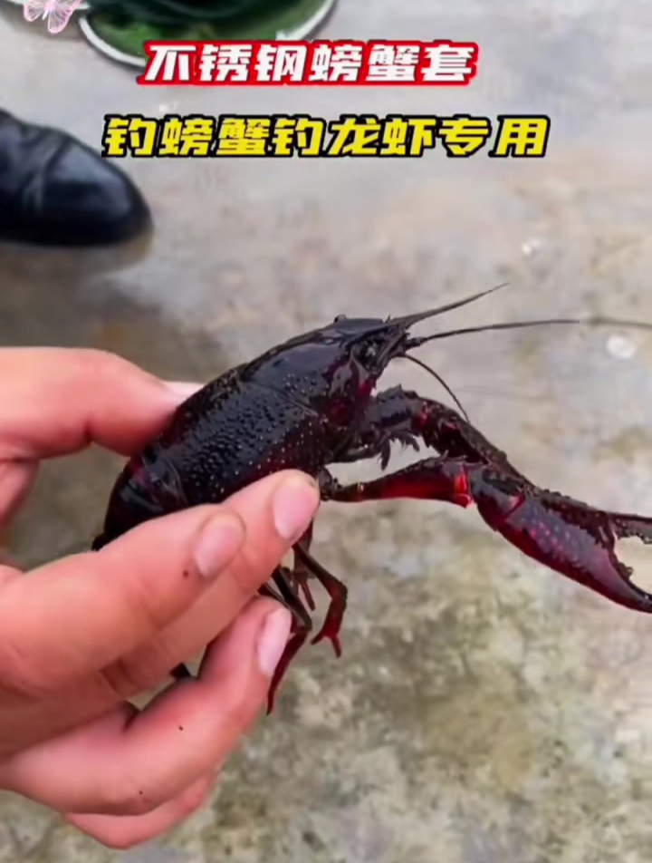 试试这个钓螃蟹神器,太过瘾了!自动开合,可以让你轻松抓螃蟹!