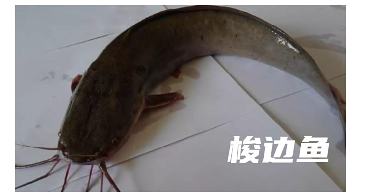 鲶鱼和梭边鱼有什么区别