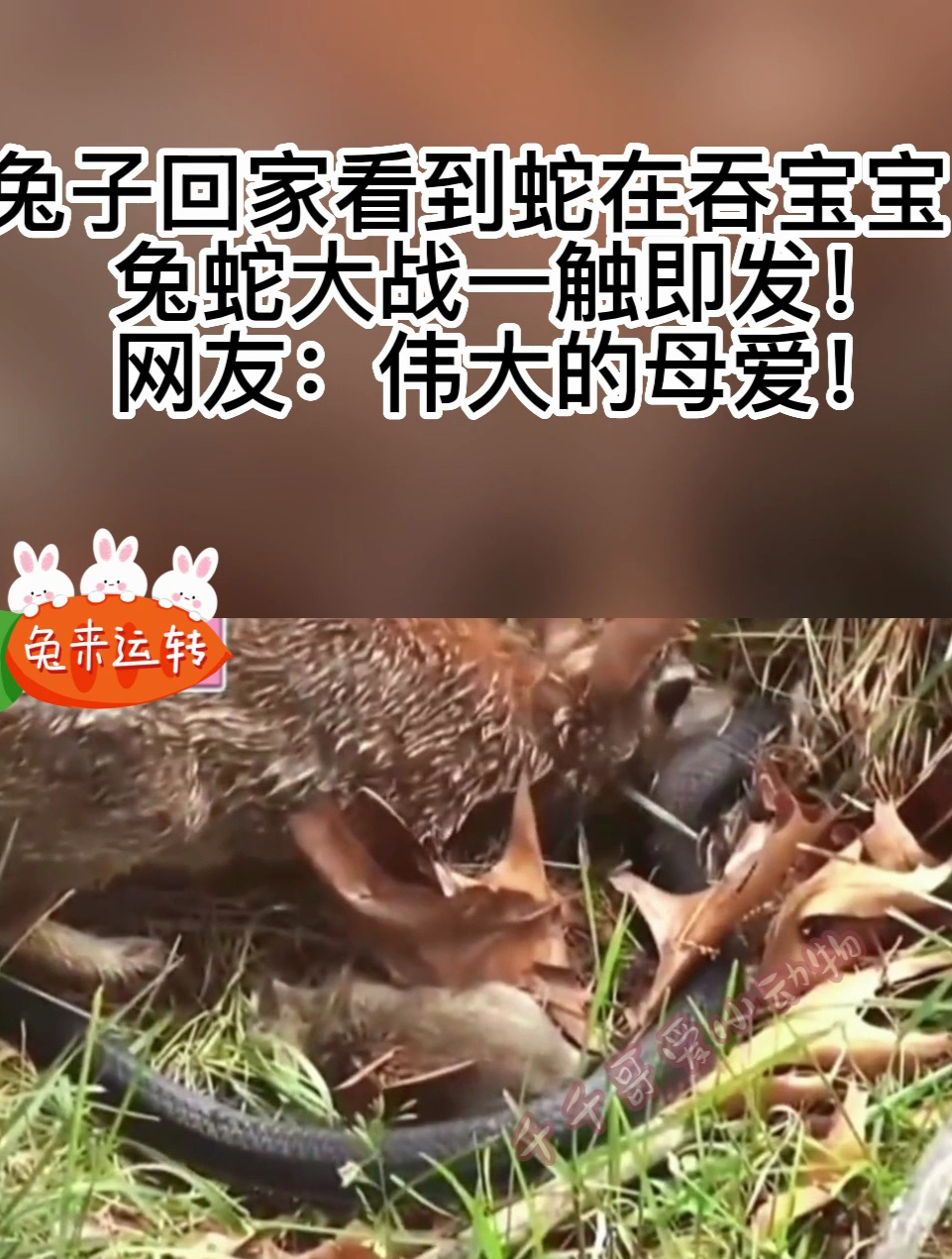 兔蛇大战一触即发!网友:伟大的母爱!