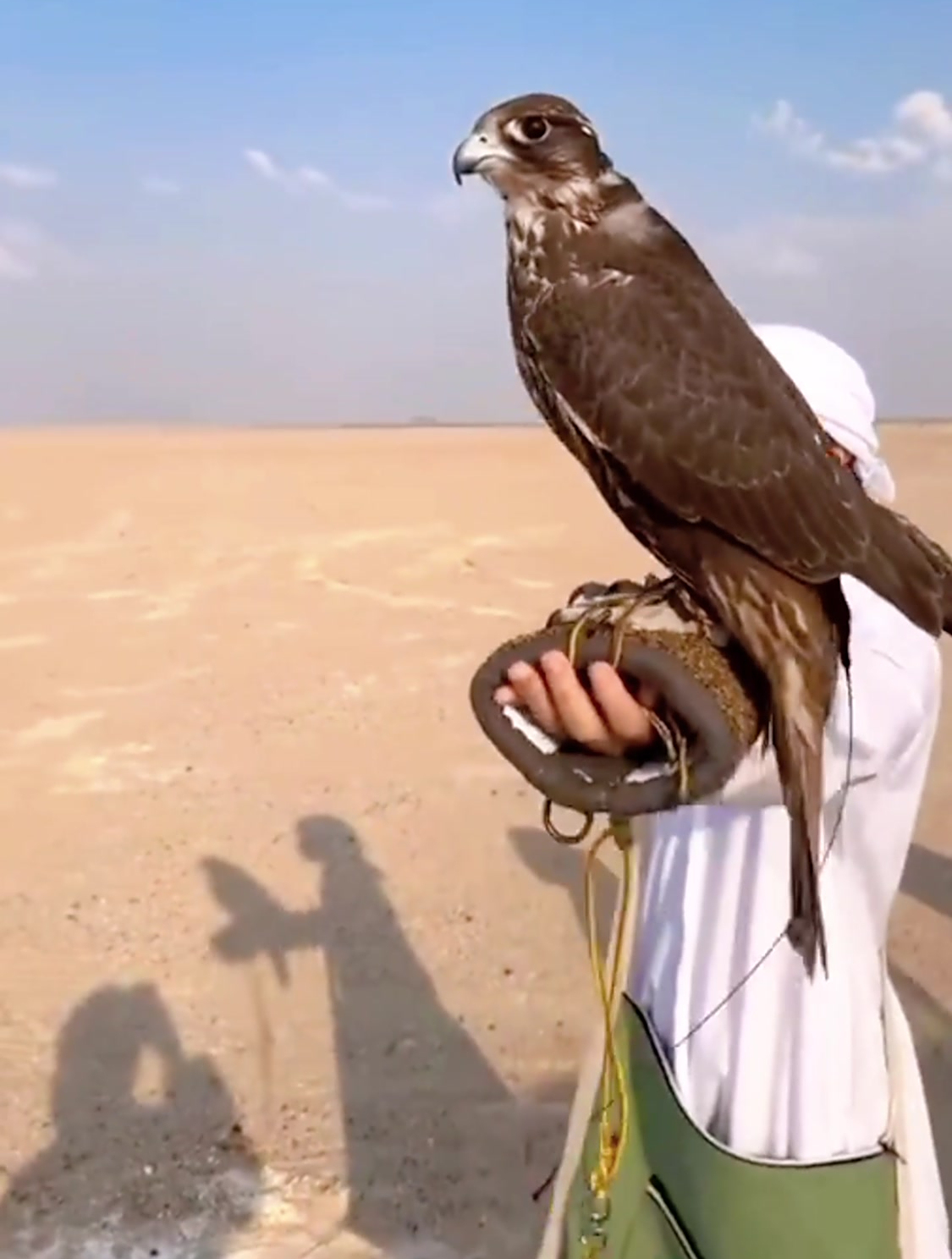 迪拜人最爱的宠物猎隼,有人知道为什么要戴着头套么?