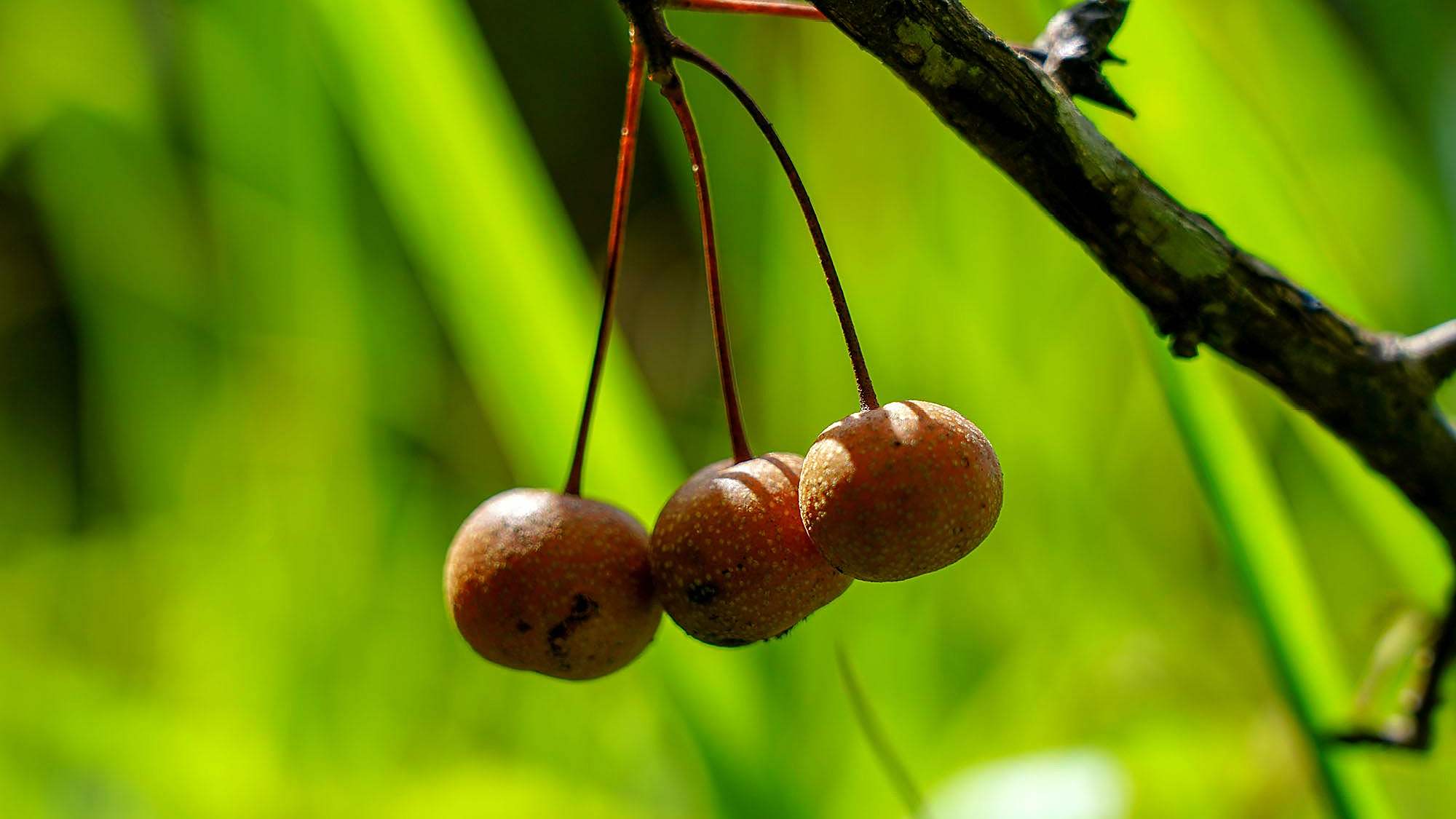 山上随手拍的野生梨