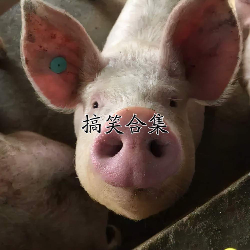 搞笑gif:这理由也是没谁了,太绝了