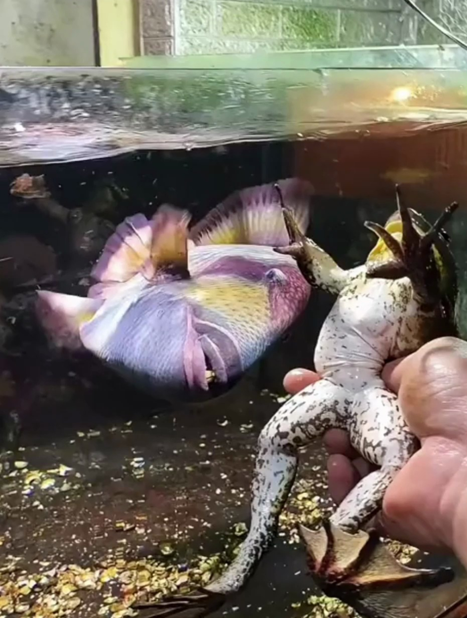 泰坦对于牛蛙这种软东西没兴趣造!但是食人鱼见了就嗨皮上了!