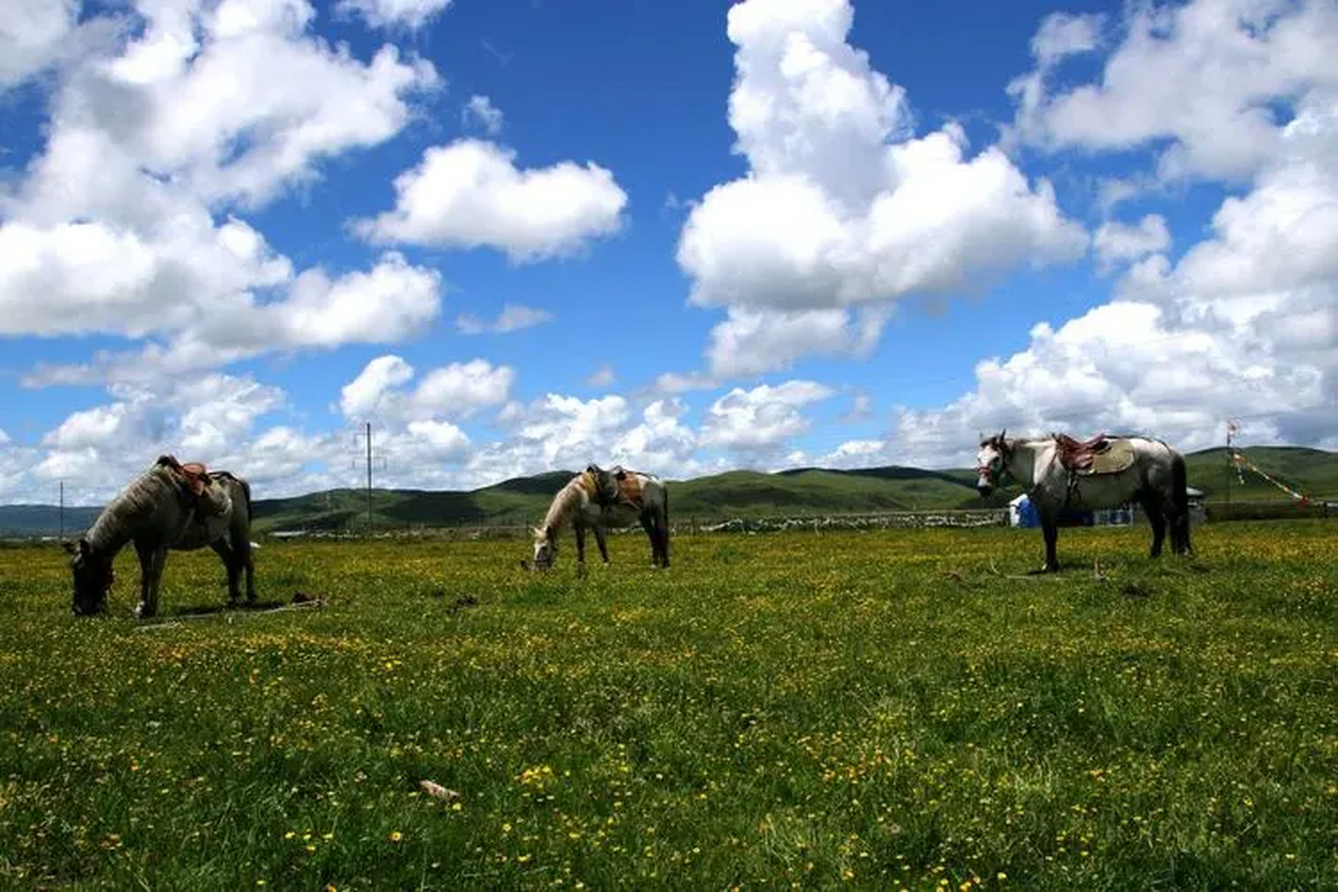 来自四川秋日的情书#阿坝大草原:秋季时,广袤的草原变成金黄色,是