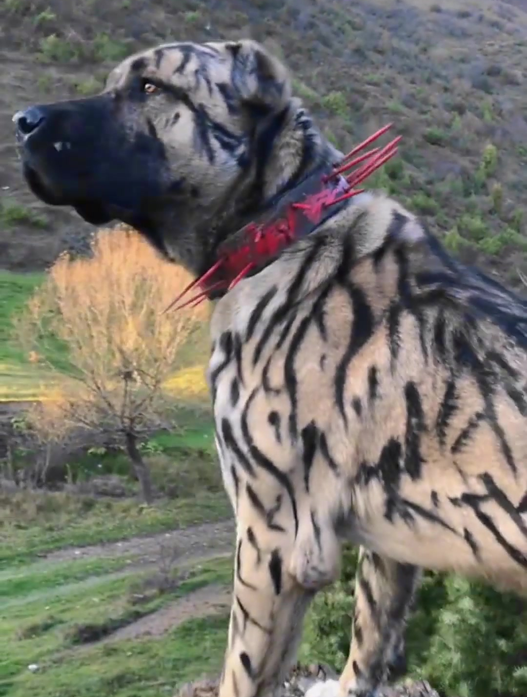 坎高犬被激怒了!