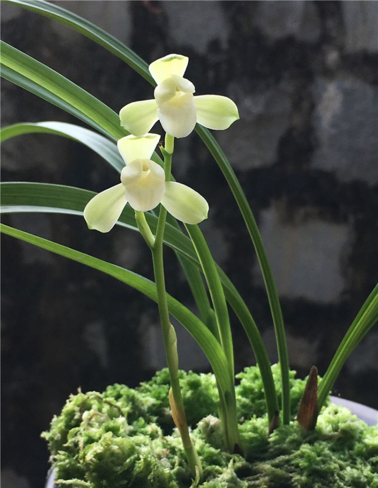 四季兰中的素心名品——大唐宫粉,冰清玉洁,花姿高雅,值得入手