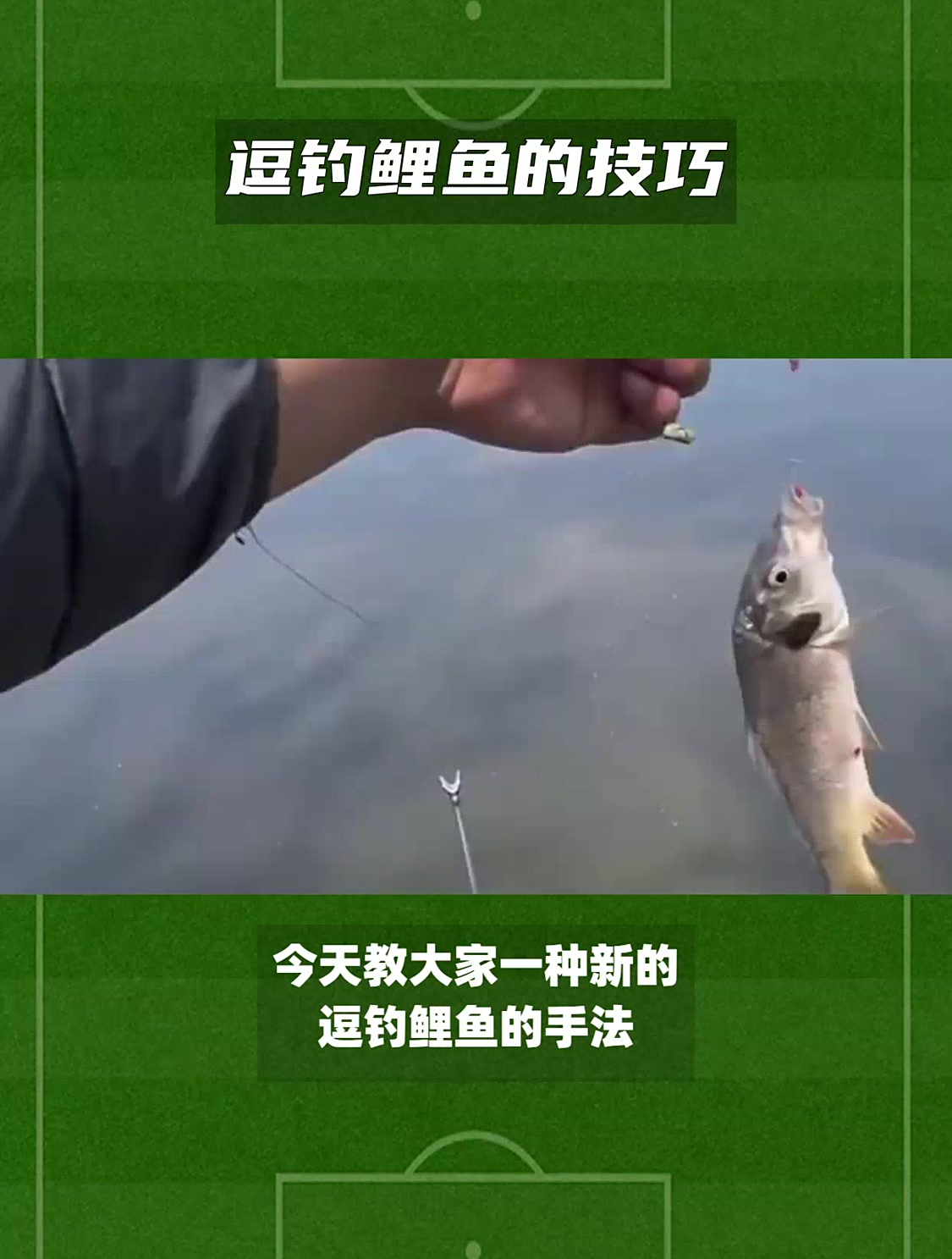 教你逗钓鲤鱼的技巧,让你成为钓鱼高手