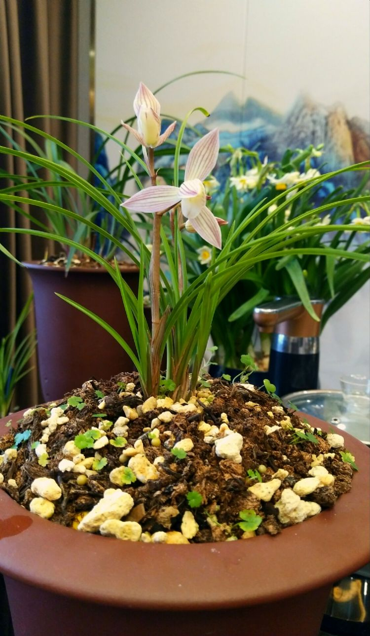 莲瓣兰红韵素,花色粉嫩,花高出架,香味浓郁,很受兰友喜爱