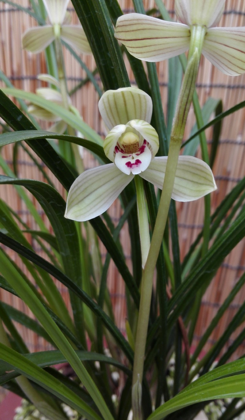 它是莲瓣兰八大名品之一"点苍梅"花型端庄,清新秀雅,值得收藏