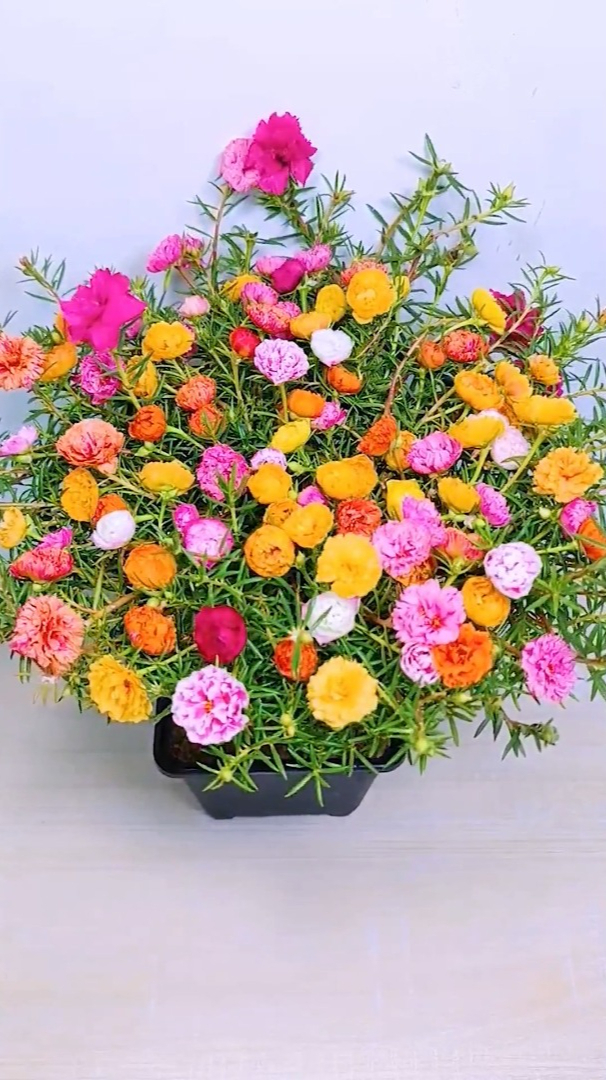 种子播种的重瓣太阳花,种一次年年有花看