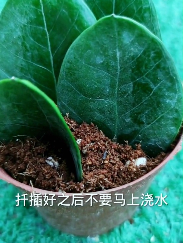 金钱树叶片的扦插学会了不再担心养不好