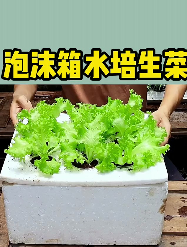 用完的泡沫箱别扔,教你用泡沫箱水培生菜!-度小视