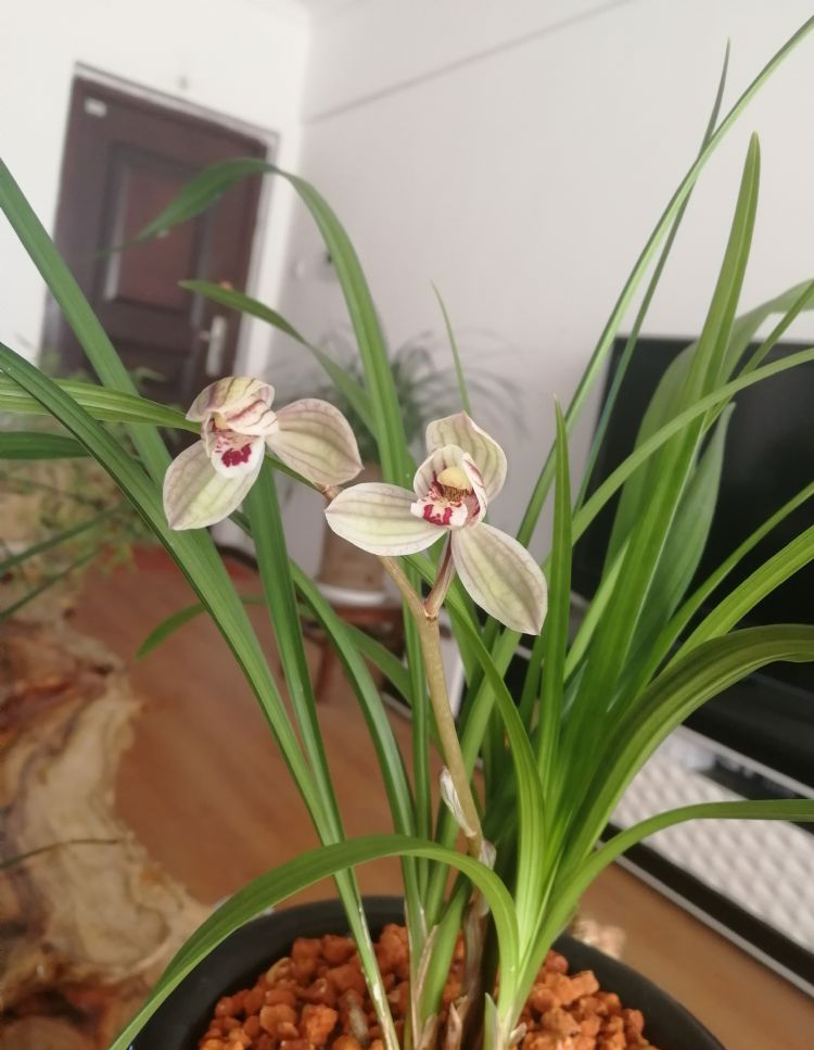 莲瓣兰荷瓣经典代表——紫熙荷,花姿优美,瓣型圆润,兰香四溢