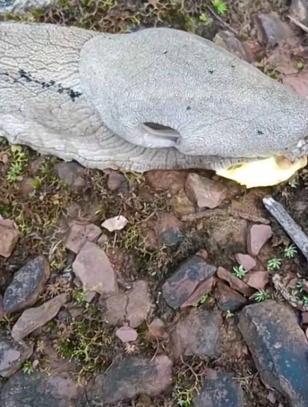 男子上山捡菌子发现超大蛞蝓正在吃菌子!-度小视