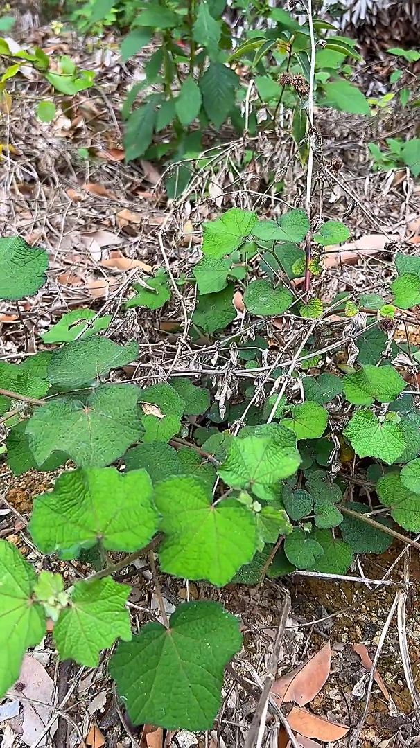 地桃花,我们叫它痴头婆,你那有吗?-度小视