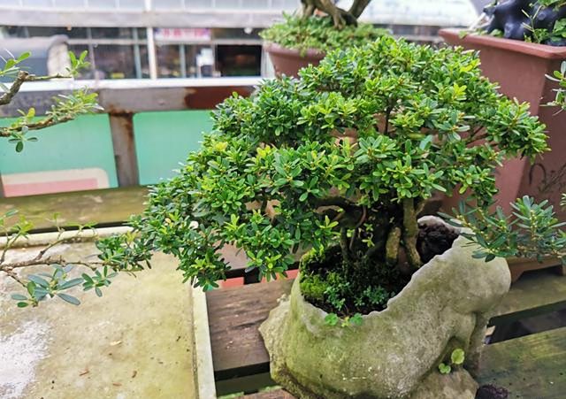 五种小盆景,"命硬"耐折腾,小苗10元钱一把,老桩价千金