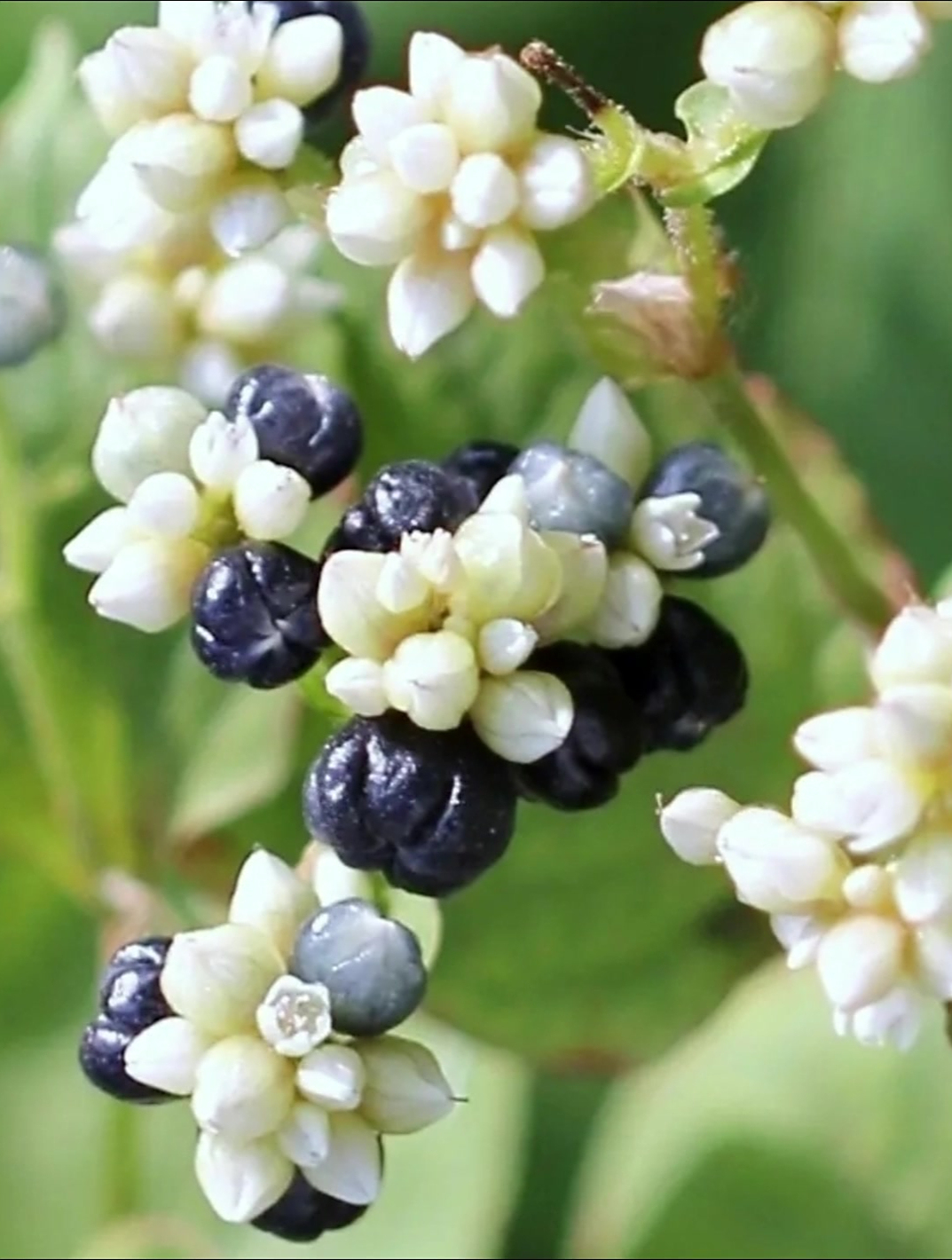 潮汕青草之火炭母,为什么火炭母被称为白饭草