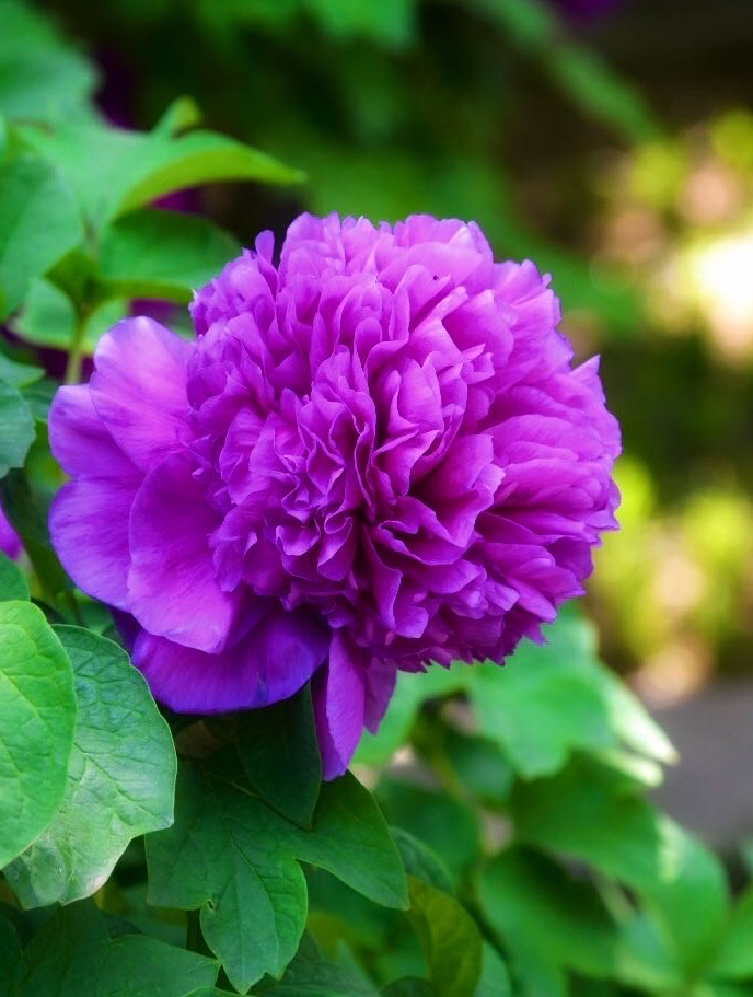 你知道牡丹花的花语和寓意吗?其历史底蕴深厚,真值得了解!