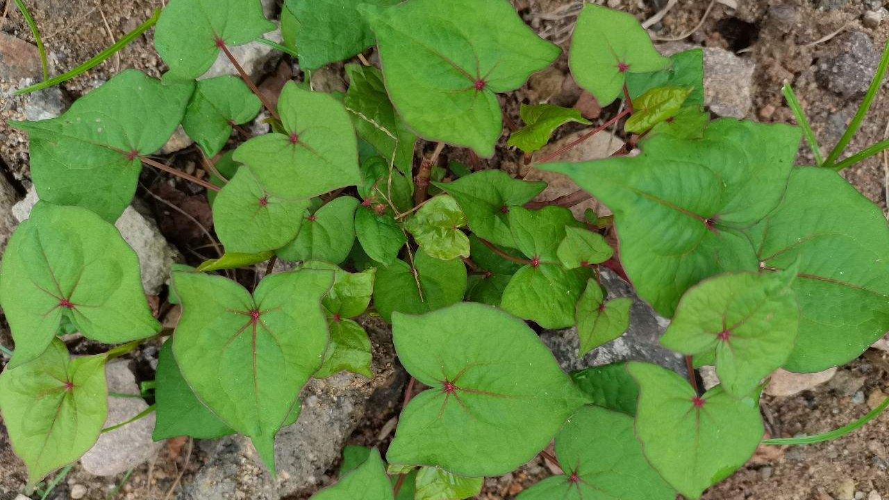 农村水沟边常见金荞麦,人称透骨消,金锁银开,国家二级保护植物
