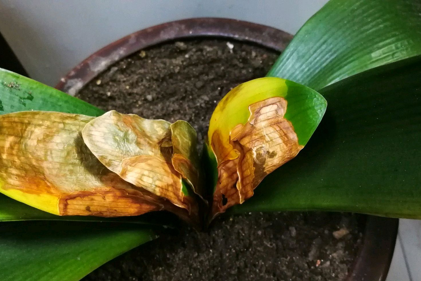 君子兰叶子发黄是什么原因?