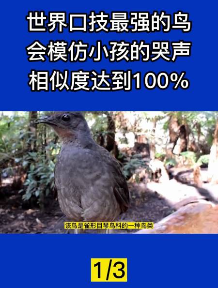 世界口技最强的鸟,会模仿小孩的哭声,相似度达到100%!1-度小视