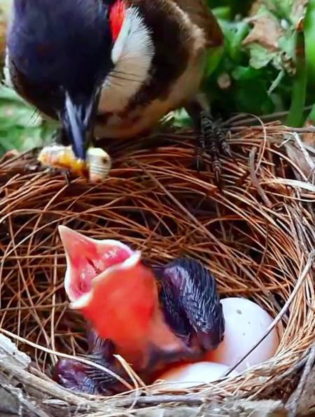 早起的鸟儿有虫吃,早起的虫儿被鸟吃-度小视