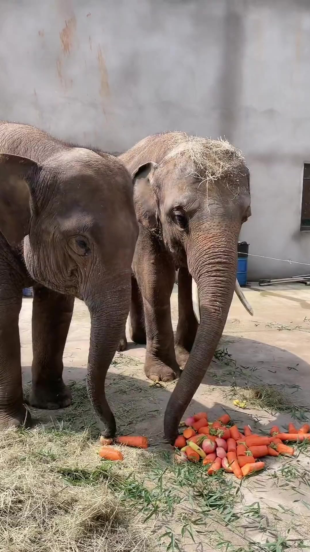 大象吃水果,你知道吗