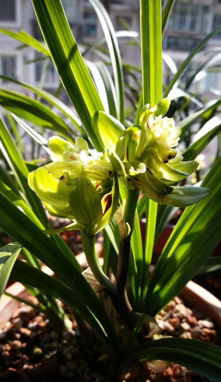 春兰奇花九仙牡丹,花型端庄大气,瓣质清爽干净,色质清雅靓丽