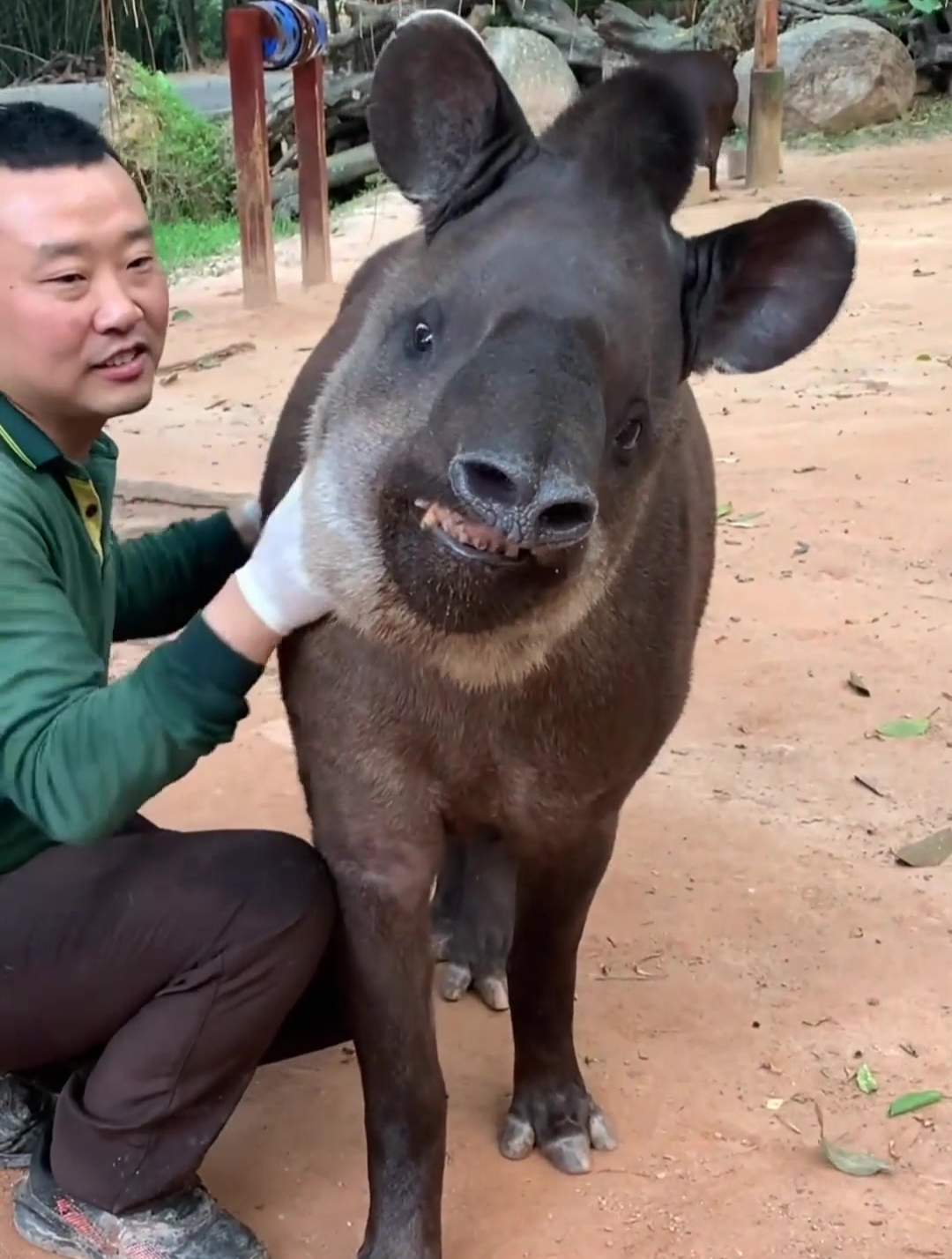 神兽来袭,吃噩梦的食梦貘,就是这个