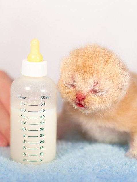 小猫呛奶怎么办?掌握正确方法很重要!
