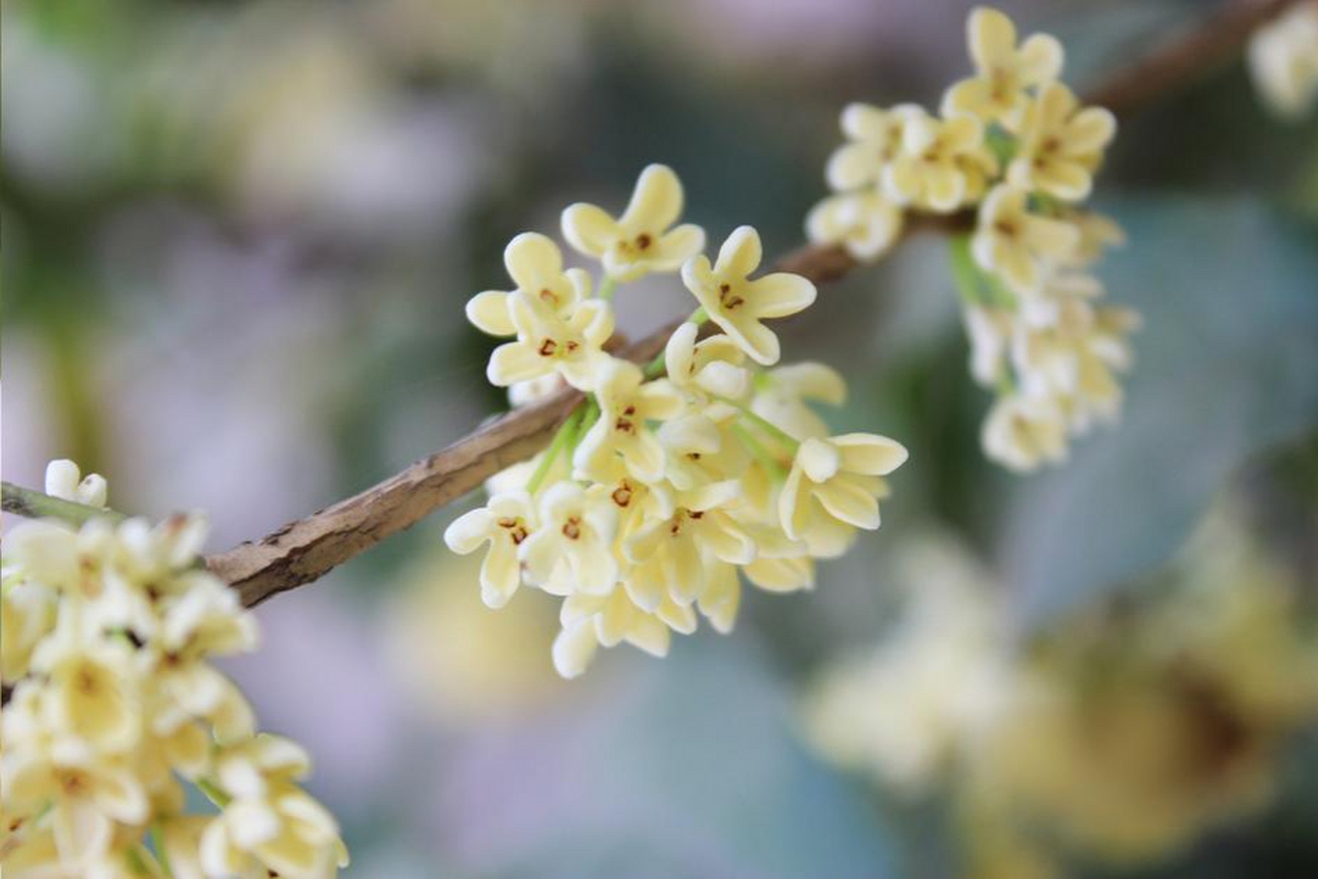 八月桂花盛开,花香四溢,象征着秋天的丰收和美好.