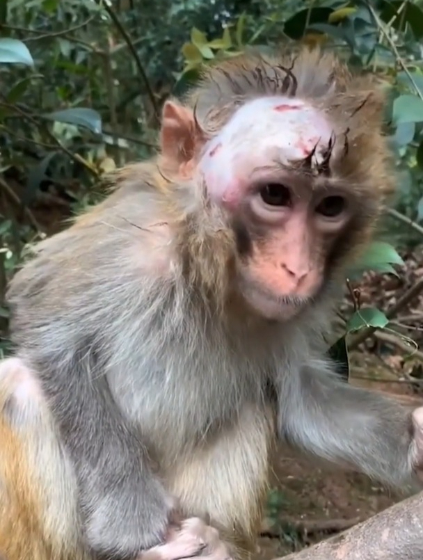 危险小猴子触电头上一半毛都电没了