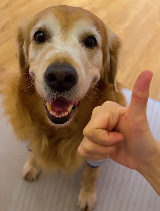 没想到大壮是个这么善良的好狗狗-度小视