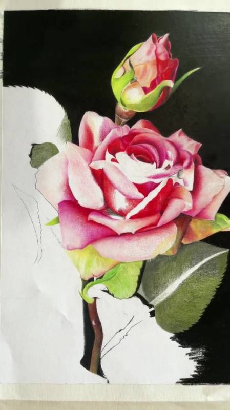 彩铅画,玫瑰,特别喜欢这个花混搭了一下彩铅笔-度小视
