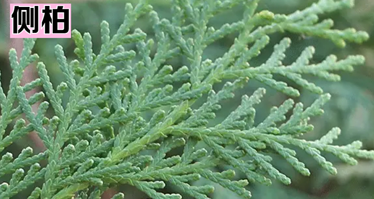 侧柏和圆柏有区别吗
