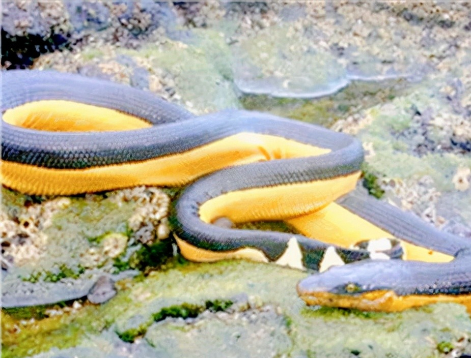 黄腹海蛇的毒性是眼镜蛇10倍,为何它们的致命性远比不过眼镜蛇?