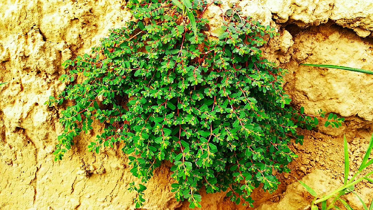 江湖人称"血见愁",以前农村随处可见,如今数量稀少,值得保护