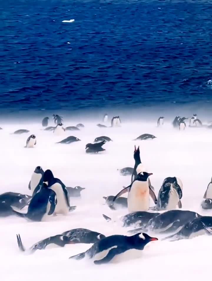 南极暴风雪天气下,坚强的巴布亚企鹅