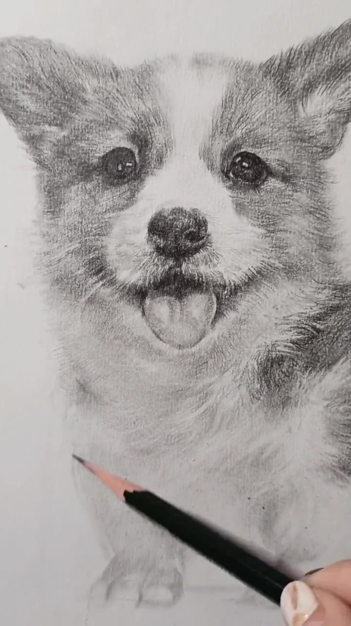 素描柯基狗狗,手绘原创素描教程-度小视