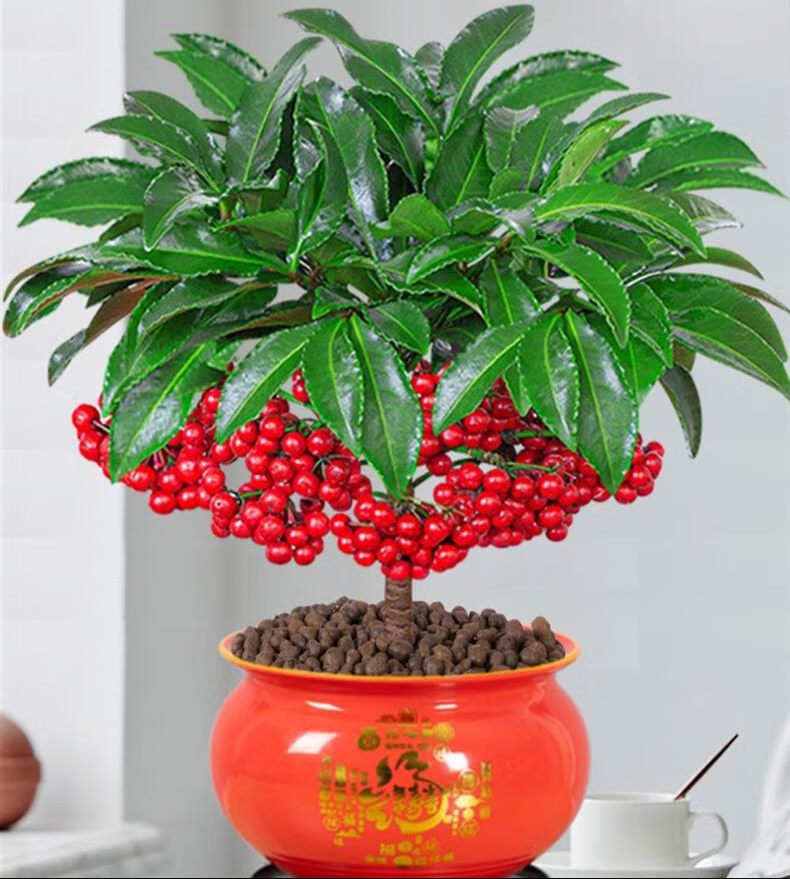 富贵子花的养殖方法和注意事项