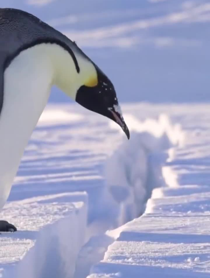 南极帝企鹅如何躺过冰雪鸿沟帝企鹅动物图鉴-度小视