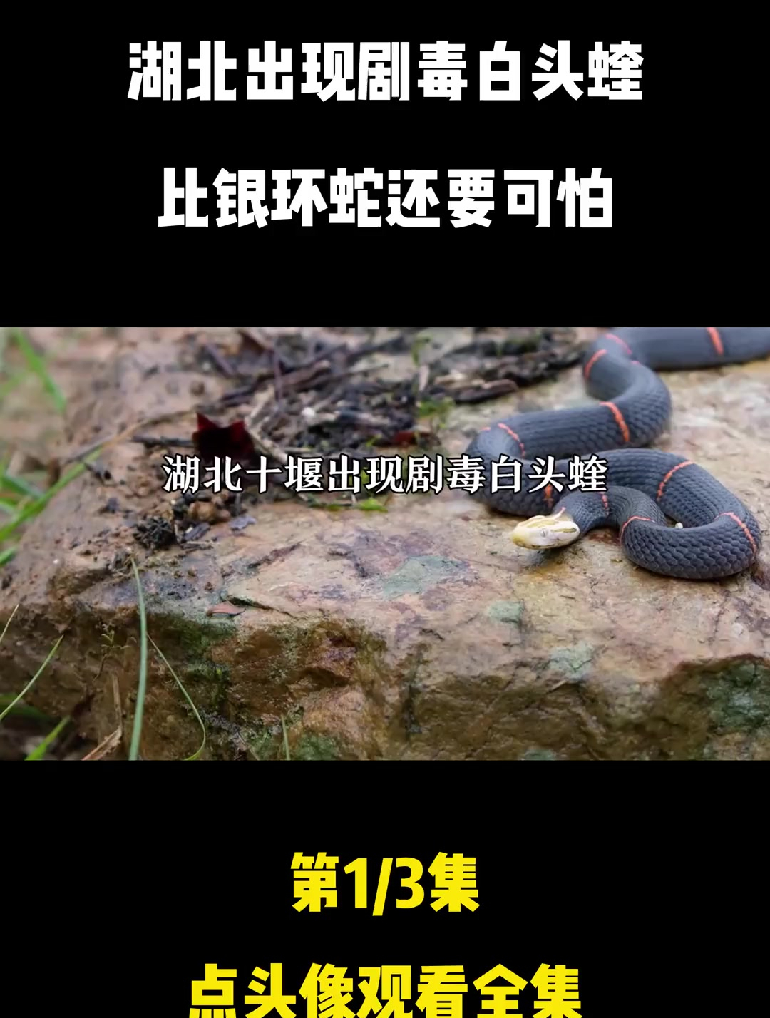 湖北十堰出现剧毒白头蝰,至今没有抗毒血清,白头蝰毒性有多强?